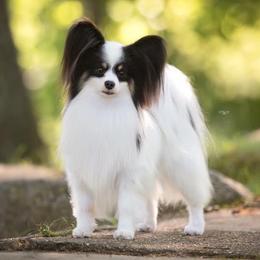 Tango - Papillon