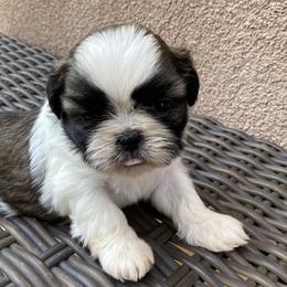 Shih Tzu Puppies from Willow Lane Shih Tzus