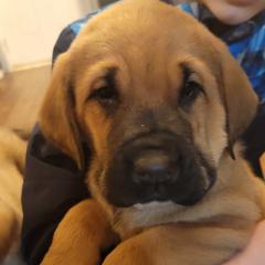 Enzo - Wolfgray male Spanish Mastiff puppy in Prosperity, Pennsylvania from Prosperity Guardians