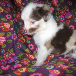 Toy Australian Shepherd Puppies from Jackie lutz