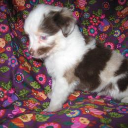 Toy Australian Shepherd Puppies from Jackie lutz