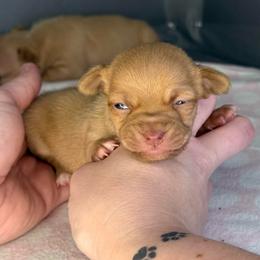 Gus - Gold male Chihuahua puppy in Sherwood, Arkansas from Bartelt Breeders
