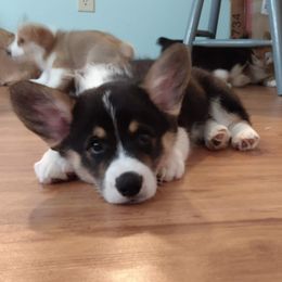Pembroke Welsh Corgi Puppies from Princess Zelda Corgis