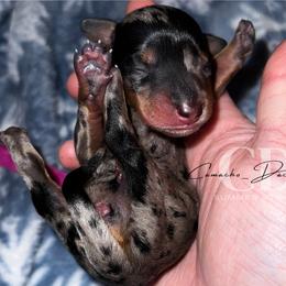 Dachshund Puppies from Camacho_Dachshunds