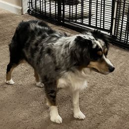 Skye - Miniature Australian Shepherd