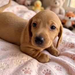 Dash - Cream male Dachshund puppy in Bostic, North Carolina from Faraway Farm Dachshunds