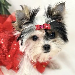 Holly - Parti female Yorkshire Terrier puppy in Smithville, Oklahoma from Bristy’s Pampered Pups