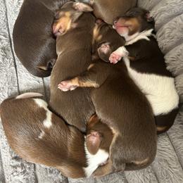 Dachshund puppies from Dachshund Pups