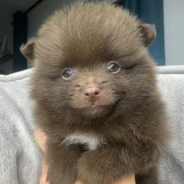 Slim - Chocolate Pomeranian puppy in Golden, Colorado from Puppy Zen Den
