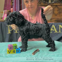 Boy 2 - Blue and black male Kerry Blue Terrier puppy in Gainesville, Virginia from Cross the Rubicon KBT & Trebol SCWT
