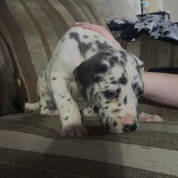 Jake - Blue and white male Great Dane puppy in Pollock, Louisiana from Danes Done Right