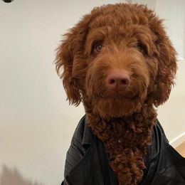 Australian Labradoodle and Labradoodle Puppies from Doodles_Ko