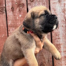 Fawn 1- Orange Collar - Fawn male Cane Corso puppy in Compton, California from Urban League Cane Corso