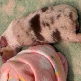 Miracle - Red merle female Miniature American Shepherd puppy in Allentown, Pennsylvania from Great Companions MAS -Pennsylvania