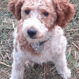 Koda - Parti male Poodle puppy in Roanoke, Virginia from Miniature Angels Farm