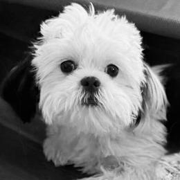 Blanca - Black and white female Shih Tzu puppy in Victorville, California from RUMBLE n TUMBLE