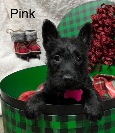 Mel Armstrong's Scottish Terriers In Iowa | Scottish Terrier Puppies ...