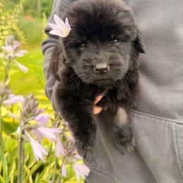Pat Benatar - Black female Newfoundland puppy in Tully, New York from Bear Paw Newfoundlands