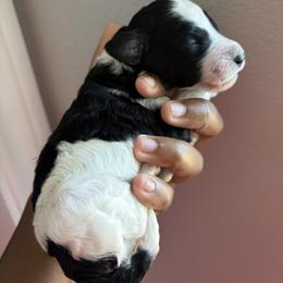Owen - Brindle male Poodle puppy in Corona, California from Garden Of Poodles