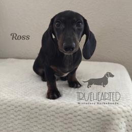 Ross - Black and tan male Dachshund puppy in Royse City, Texas from Truehearted Miniature Dachshunds