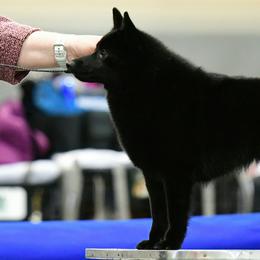Schipperkes from Dashing Schipperkes
