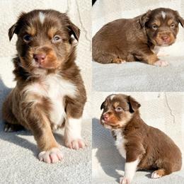 Red tri female 2 - Red tri female Miniature Australian Shepherd puppy in Brooker, Florida from Honey, I Shrunk the Aussies