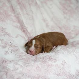Ember - Red  female Goldendoodle puppy in Vancouver, Washington from Blissful Doodles