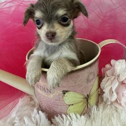 Lil Blonde - Chihuahua