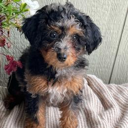 Ashley - Merle female Bernedoodle puppy in Caldwell, Idaho from Treasure Valley Poodles