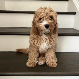 Cavalier King Charles Spaniel, Cavapoo, Havanese, Havapoo, and Poodle Puppies from West Cobb Dogs
