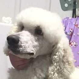 Dasher - Poodle