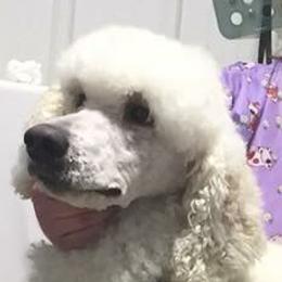 Dasher - Poodle