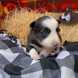 Dottie - Black and white female Border Collie puppy in Dundy County, Nebraska from Stag Valley Homestead
