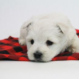 West Highland White Terrier Puppies from The West Acres
