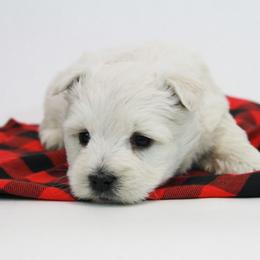 West Highland White Terrier Puppies from The West Acres