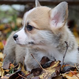 Yola - Red female Pembroke Welsh Corgi puppy in Pollock, Missouri from Northstar