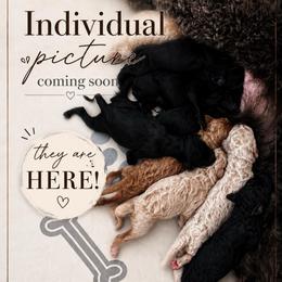 Coming Soon - Red  male Poodle puppy in Spring Hill, Florida from Lecanto Puppy