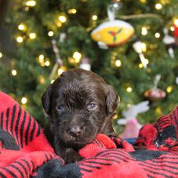 Anelli - Chocolate female Labradoodle puppy in Lanexa, Virginia from Lees Reach Farm