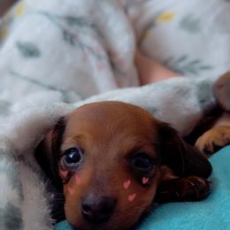 Dachshund Puppies from Florida Dippin’ Dachshunds & Aussiedoodles
