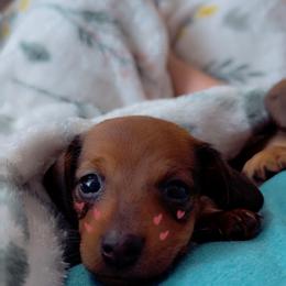 Dachshund Puppies from Florida Dippin’ Dachshunds & Aussiedoodles