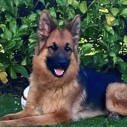 Cairo - German Shepherd