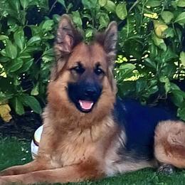 Cairo - German Shepherd