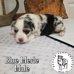 Venice - Blue merle male Toy Australian Shepherd puppy in Jaroso, Colorado from Heaven Sent Aussies