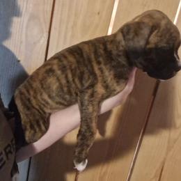 Boy 1 - Brindle male Boxer puppy in Pikeville, Kentucky from Boxers of Whispered Wishes