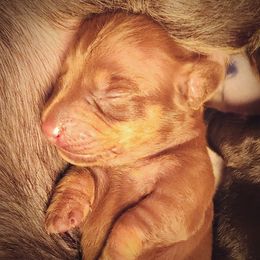 Bianca - Chocolate and tan female Dachshund puppy in East Greenbush, New York from Polaris Pups