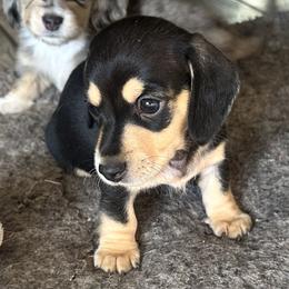 Boy 1 - Black and cream male Dachshund puppy in Casa Grande, Arizona from Short and Sassy Dachshunds of AZ