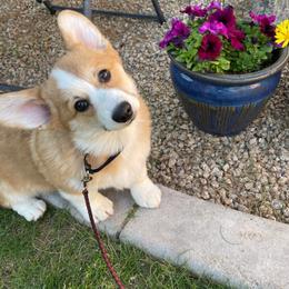 Pembroke Welsh Corgi Puppies from Cattal Corgis