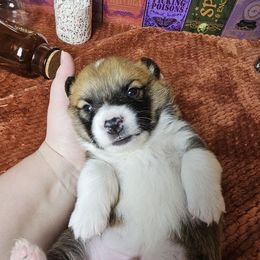 Deuce-docked tail - Red male Pembroke Welsh Corgi puppy in Deming, New Mexico from Dragon Ridge Corgis