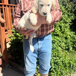 Lilly - Light golden female Golden Retriever puppy in Concho, Arizona from Red Sky Ranch