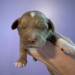 Katniss - Buff and white female Cockapoo puppy in Williamston, South Carolina from Sassy Bob’s Dogs